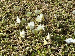 Great Southern White Butterfly